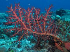 Siphonogorgia