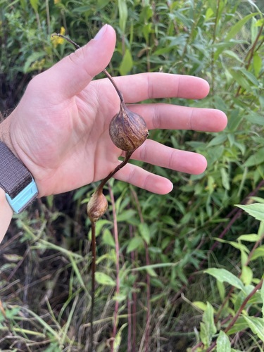 Unknown species found near Lake County, MN, USA