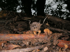 Xylaria liquidambar