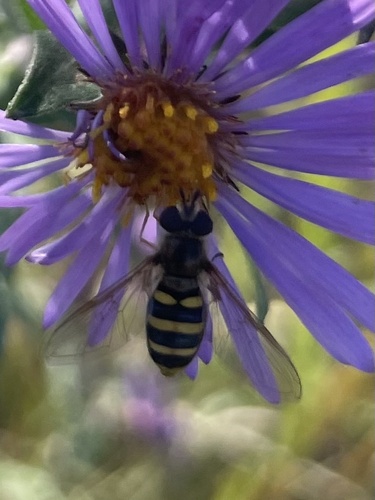 Unknown species found near The Morton Arboretum, Lisle, IL, US