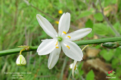 Trihesperus glaucus