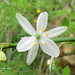 Trihesperus glaucus - Photo (c) Green Jewel, μερικά δικαιώματα διατηρούνται (CC BY-NC), uploaded by Green Jewel