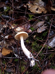 Hydnum oregonense