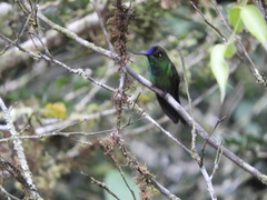 Heliodoxa leadbeateri