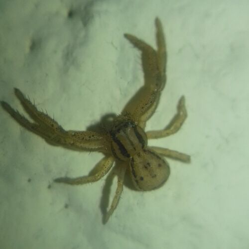 Xysticus erraticus