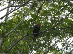 Psarocolius atrovirens