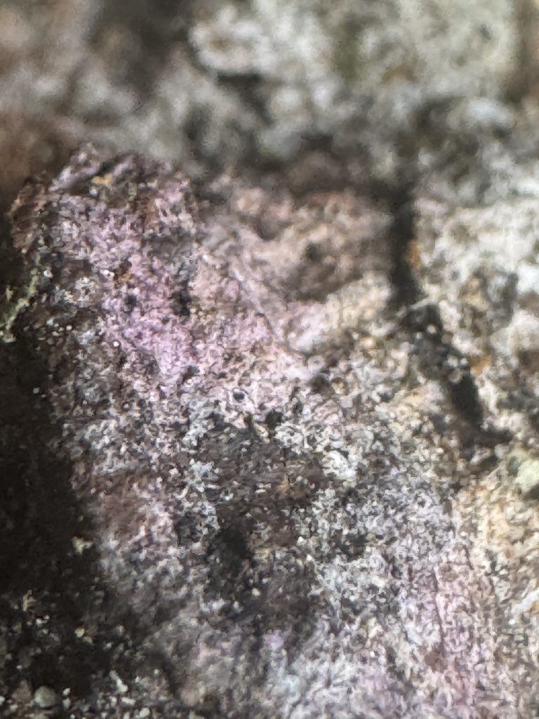 Chondrostereum purpureum · October 2025 · photo: © iandickie (iNaturalist, cc-by)