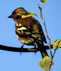 Fringilla coelebs
