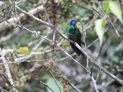 Heliodoxa leadbeateri