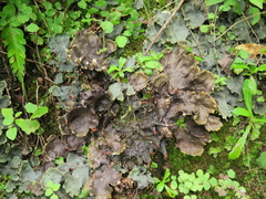 Peltigera dolichorhiza