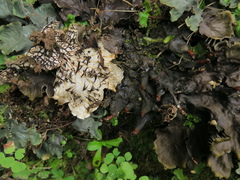 Peltigera dolichorhiza