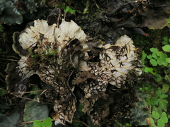 Peltigera dolichorhiza