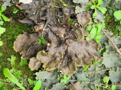 Peltigera dolichorhiza