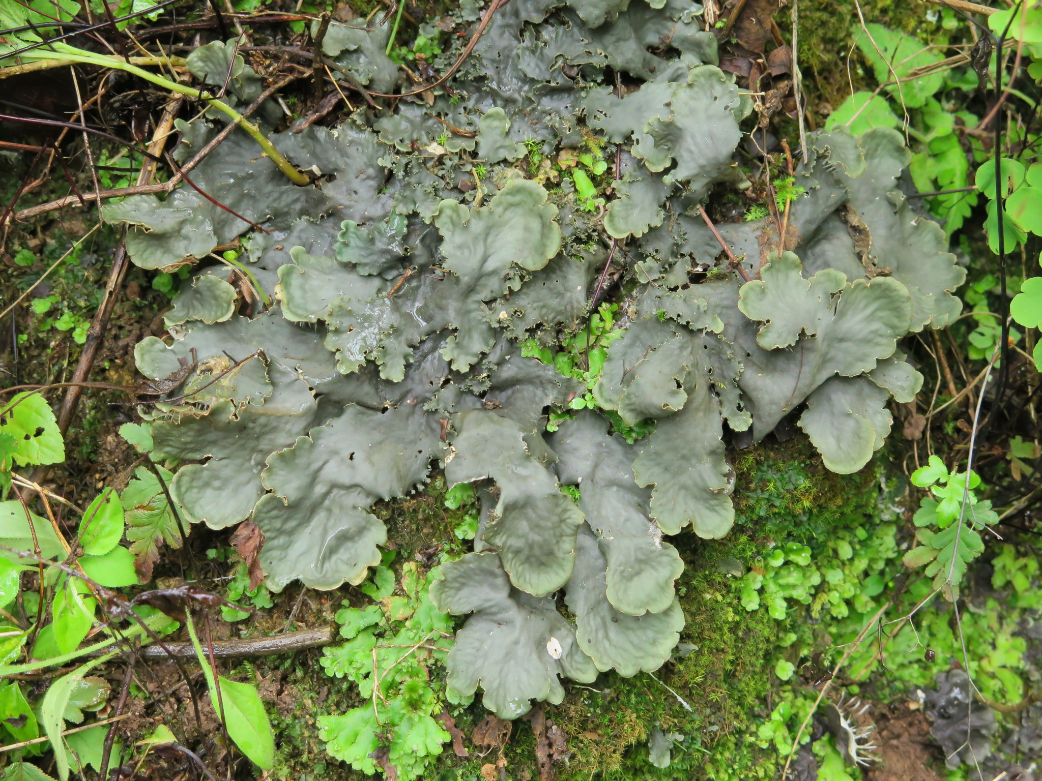 Peltigera polydactylon image