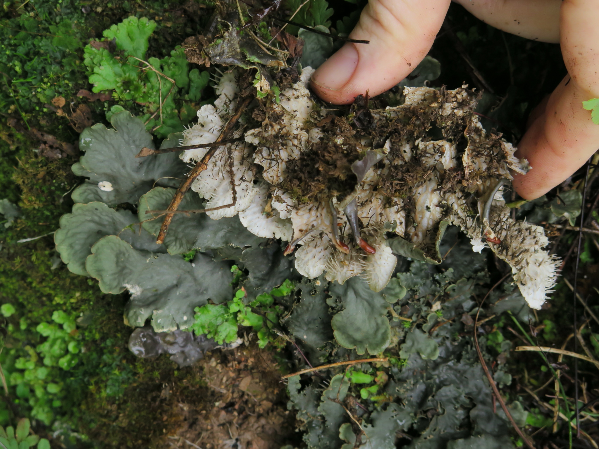 Peltigera polydactylon image