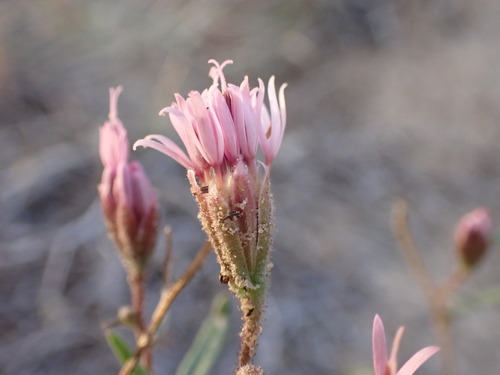 Rosy Palafox (Palafoxia rosea)