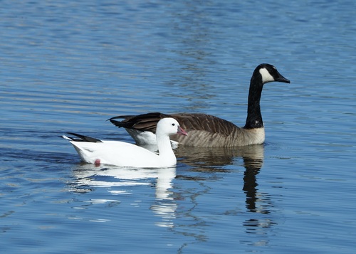 Canada Goose photographed in Arizona