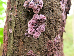 Hypochnella violacea