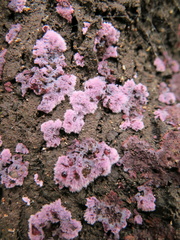 Hypochnella violacea