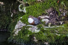 Cinclus cinclus aquaticus