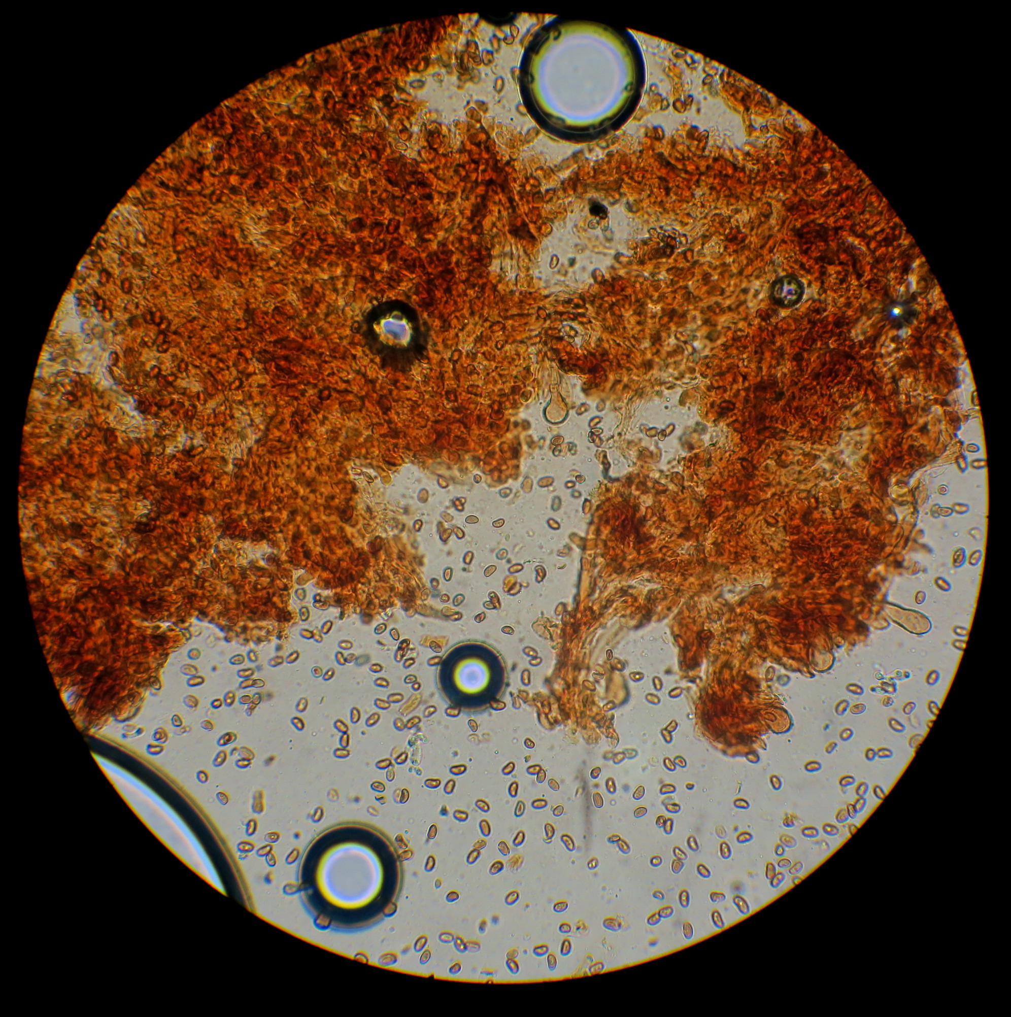 Pholiota granulosa image