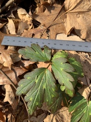 Phacelia bipinnatifida