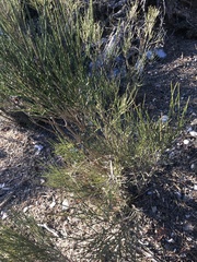 Genista cinerea
