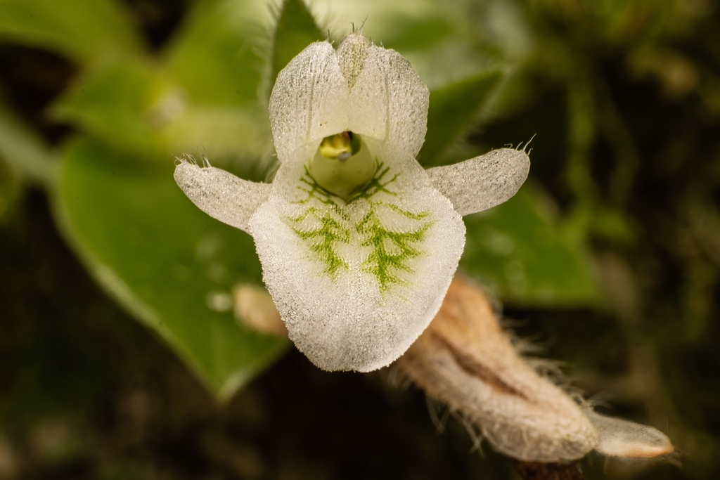 Lankesterella ceracifolia