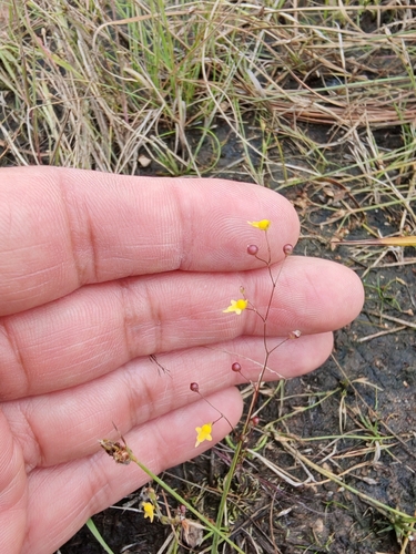 Tiny Bladderwort (Utricularia pusilla)