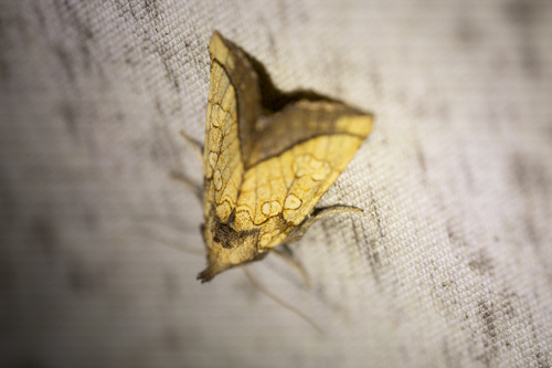 Rigid Sunflower Borer Moth (Papaipema rigida)
