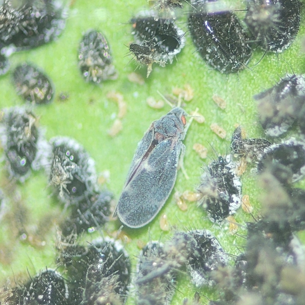 Citrus blackfly