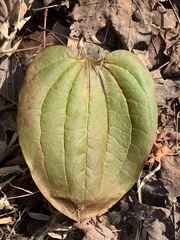 Smilax tamnoides