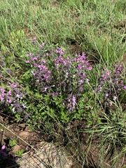 Syncolostemon thorncroftii