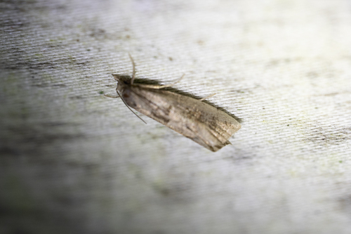 Triangle-backed Pelochrista Moth (Pelochrista dorsisignatana)