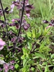 Syncolostemon thorncroftii