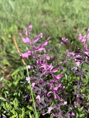 Syncolostemon thorncroftii