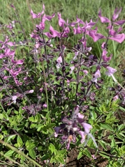 Syncolostemon thorncroftii