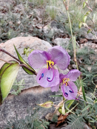 Commelina jaliscana (Commelina jaliscana)