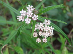 Asclepias angustifolia