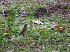 Phylloscopus collybita