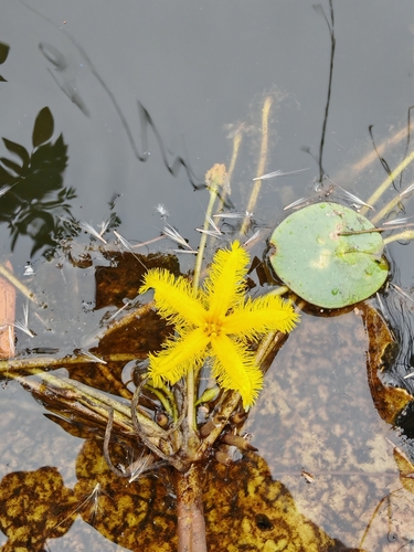 Nymphoides fallax, photograph 6