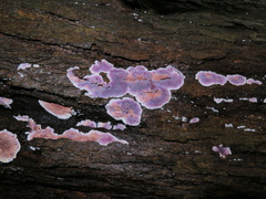 Hypochnella violacea
