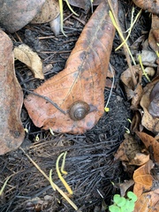 Helminthoglypta nickliniana