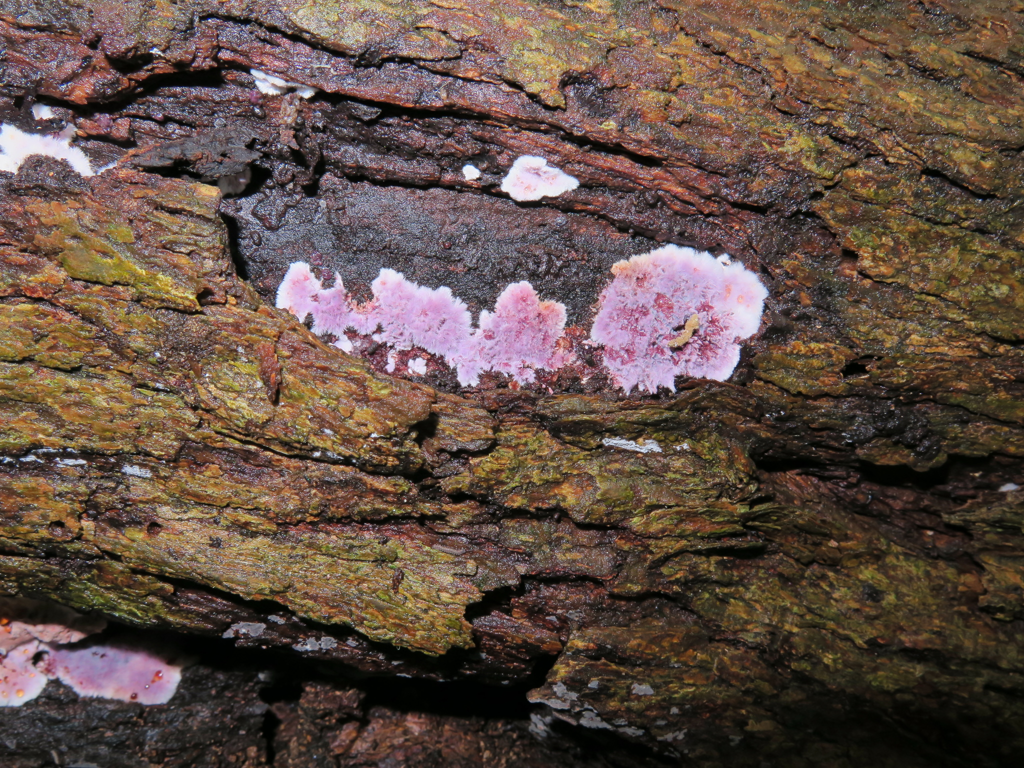 Atheliaceae image