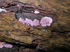 Hypochnella violacea