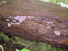 Hypochnella violacea