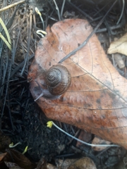 Helminthoglypta nickliniana