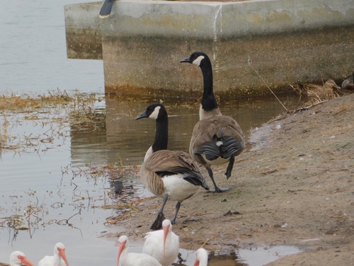Branta canadensis image