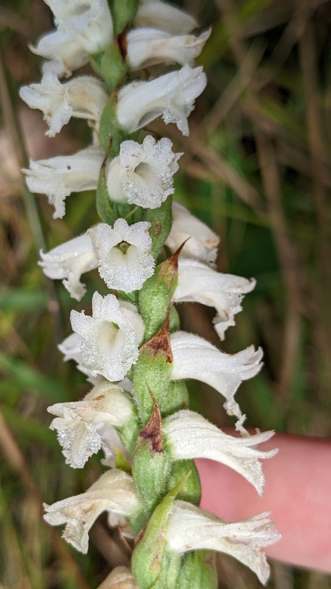 Spiranthes cernua