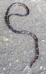 Atractus clarki